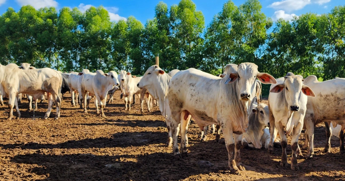 Brasil exportará gordura animal ao Japão; carne bovina aguarda liberação - Rádio Itatiaia