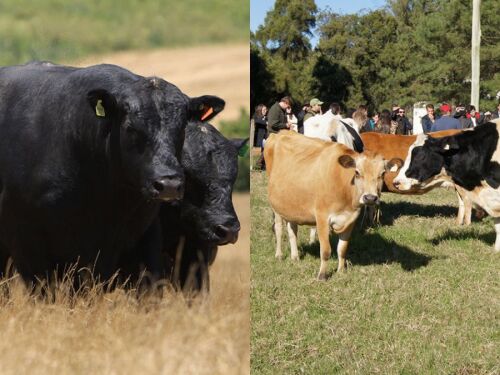 Carne premium de vacas de leite? Novo selo promete revolucionar o setor no Brasil