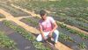Jovem do Sul de Minas aposta em morango agroecológico com apoio do Futuro no Campo
