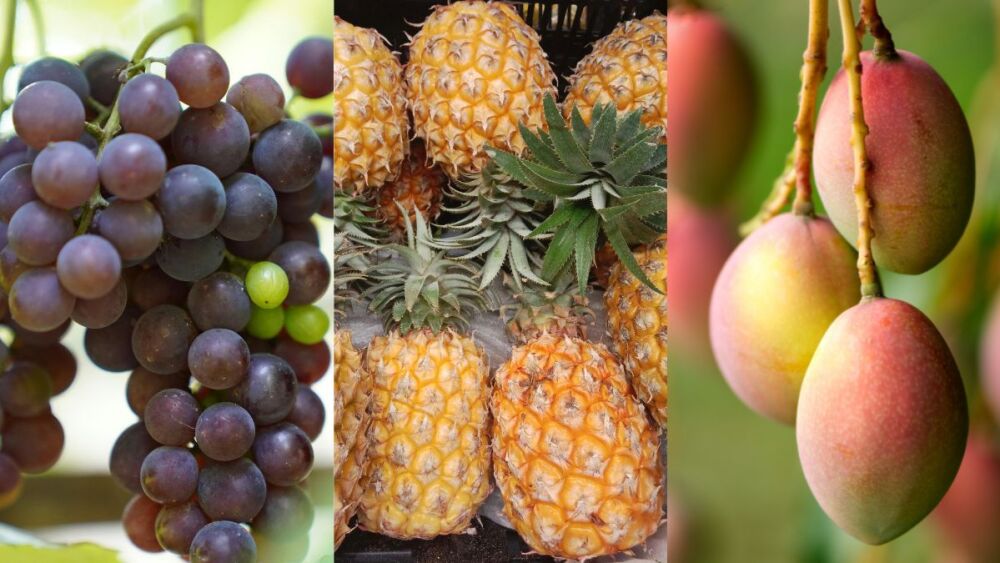 Frutas populares têm queda de preço em BH e região, aponta Ceasa Minas