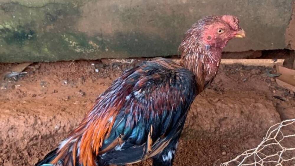 Seis suspeitos de promover rinhas de galo são presos no Sul de Minas.jpg