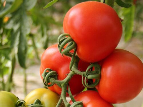 Tomate longa vida sobe até 51% no atacado com oferta limitada