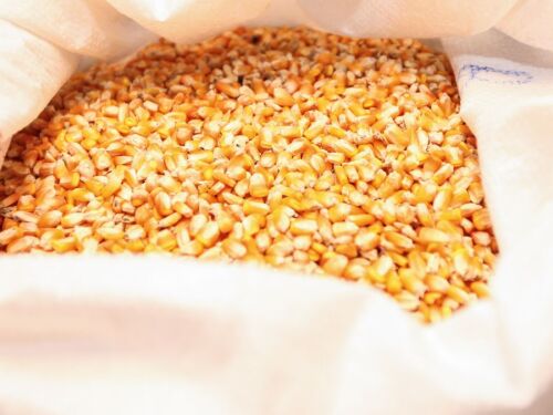 Exportações de milho crescem 179% no Paraná e triplicam a receita