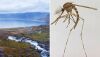 Mosquitos foram detectados pela primeira vez na Islândia, que durante muito tempo foi um dos poucos lugares na Terra livres deles