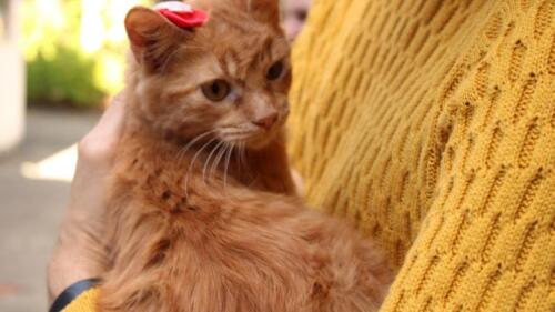 Nos dois dias de programação, o Fórum Ambiental receberá quatro especialistas da causa animal