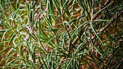 Descubra o segredo: ferver alecrim em casa pode transformar sua saúde