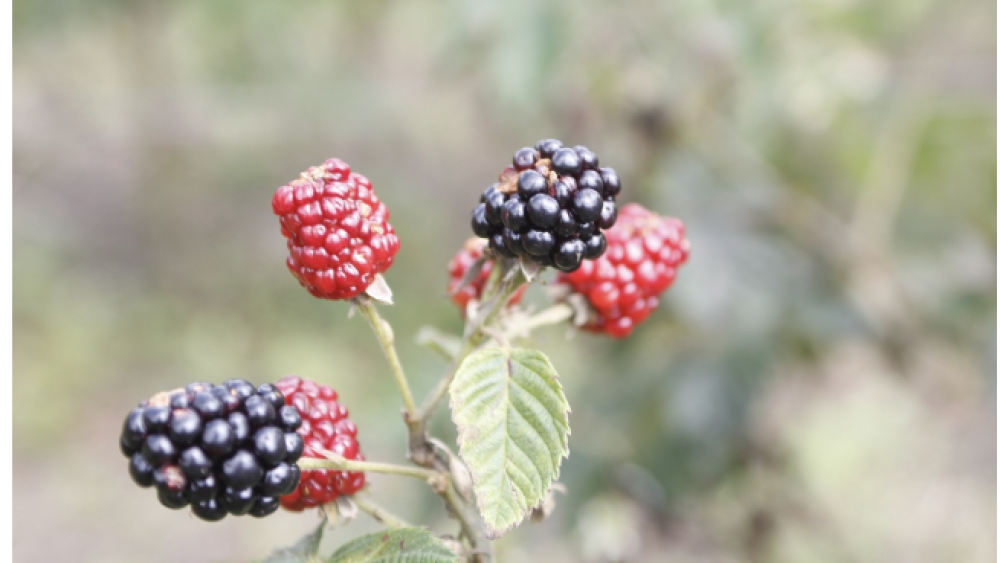 Amora - Epamig - MG.png