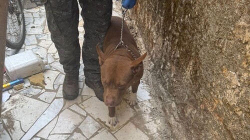 Pit bull usado de guarda na casa de traficante é encaminhado para adoção em Nova Lima