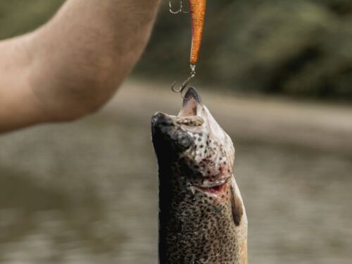 Fim da Piracema: pesca é liberada em alguns estados neste sábado (31)