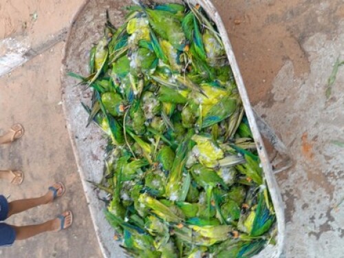 Queda de árvore causada por temporal mata mais de 300 periquitos no Maranhão