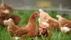 Os preços da carne de frango no Brasil estão próximos aos registrados antes da ocorrência da gripe aviária, em maio deste ano