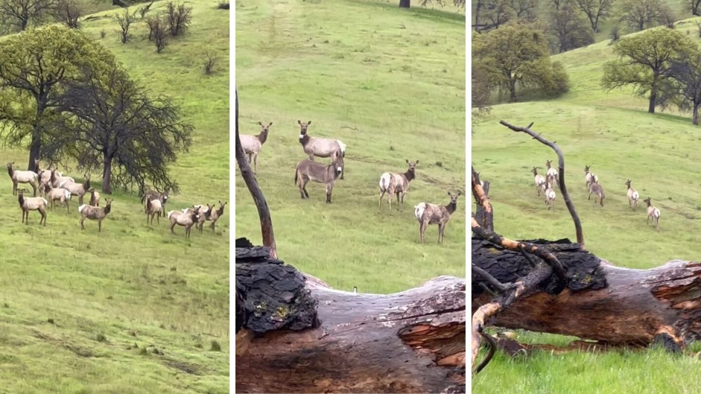 A donkey that has been missing for five years has been found leading a group of deer in the United States of America A donkey that has been missing for five years has been found leading a group of deer in the United States of America