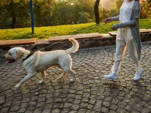 Para o acusado desistir da investida, chegou a fazer menção de soltar o cachorro
