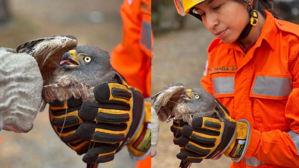 Coruja na mão de militar presa em linha de cerol