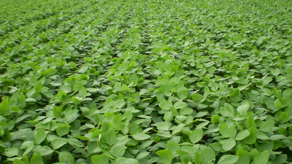 Especialista prevê cenário mais otimista para produtores de leite em 2024 4 Soja 2 - CNA Banco de Imagens.jpg