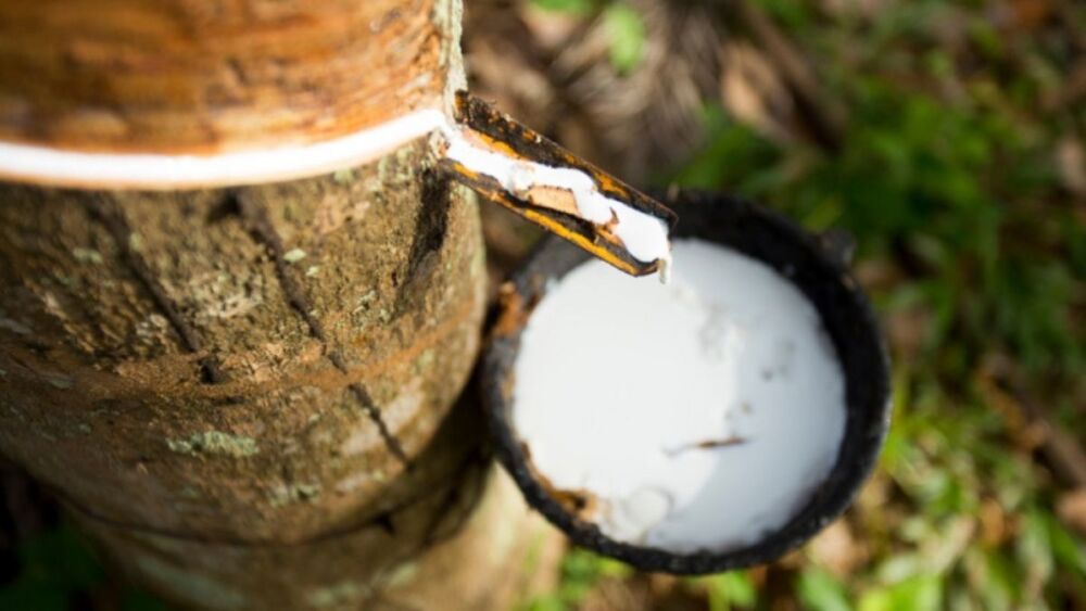 Preço de importação da borracha natural sobe em janeiro e chega a R$ 13,91/kg
