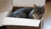 Caixas oferecem isolamento sensorial e permitem ao gato controlar melhor o ambiente ao redor