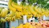 Cachos de bananas em feira