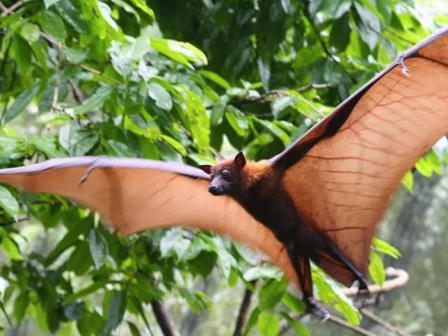 Raposa-voadora: conheça morcego ‘gigante’ principal hospedeiro do vírus Nipah