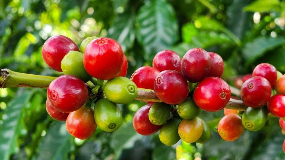 Agro mineiro bate recorde histórico de exportação com US$ 18,1 bilhões em 2025