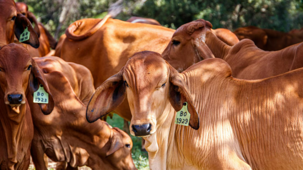VBP do segmento pecuário deve alcançar R$ 54,9 bilhões, com aumento de 7,6%