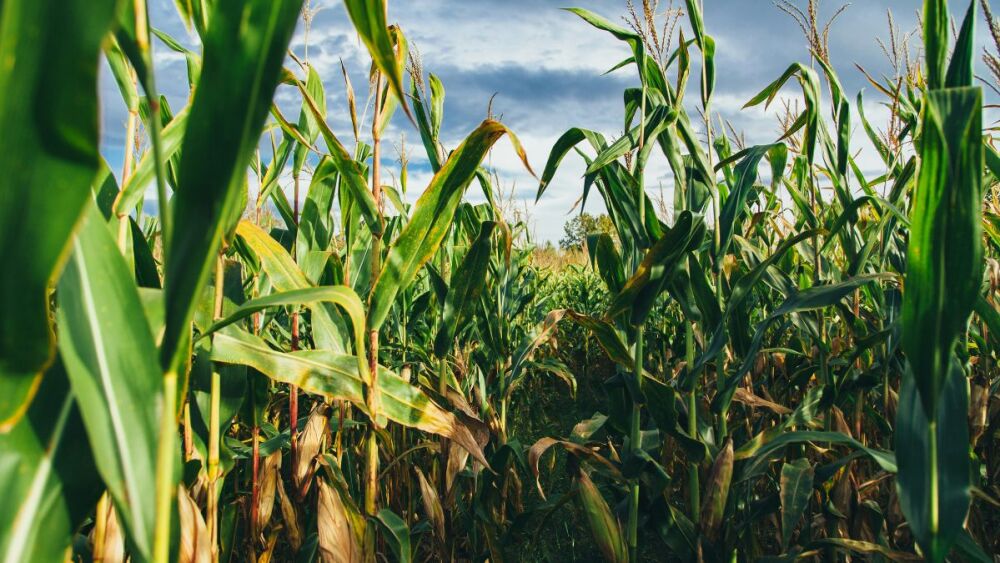 Preços do milho caem com demanda fraca e perspectiva de oferta elevada