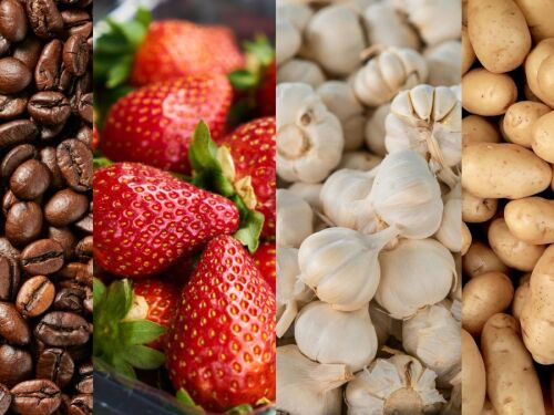 Além do café, Minas lidera outras produções no agro; veja lista