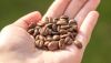 Exportação de café de Minas dispara quase 50% em 2025; estado lidera em expansão