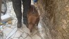 Pit bull usado de guarda na casa de traficante é encaminhado para adoção em Nova Lima