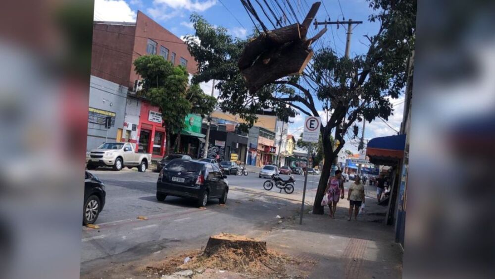 Tronco de árvore suspenso e preso em fiação no bairro Rio Branco