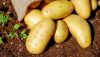 Preço da batata dispara entre os legumes