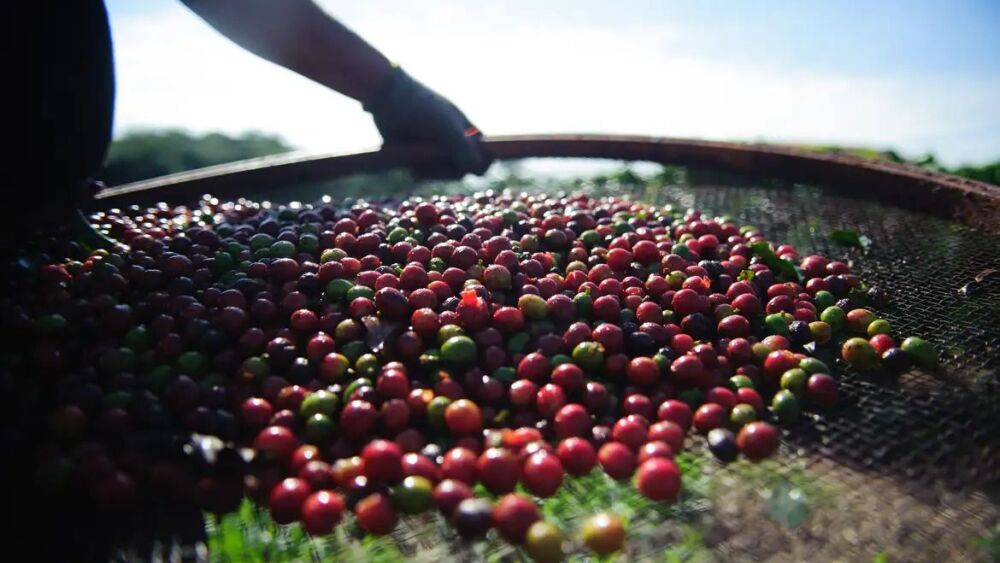 Líder global, Brasil bate recorde histórico de receita com café: US$ 12,7 bilhões em 2025