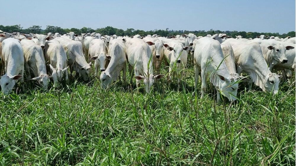 Carne sobre e previsões apontam disparada em 2026