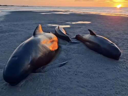 Seis baleias morrem após encalhe em massa na Nova Zelândia; 15 aguardam resgate