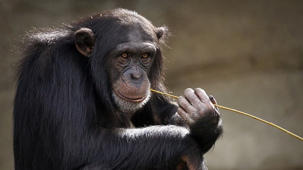 Cientistas dizem que chimpanzés consomem álcool diariamente; entenda