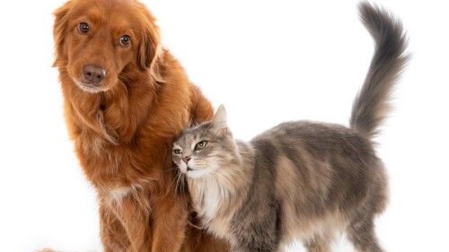Cães e gatos